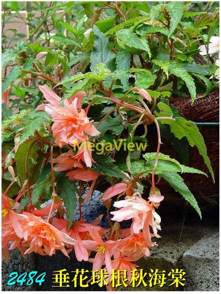 垂吊秋海棠|玻利维亚秋海棠 Begonia boliviensis